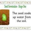 seed germination posters1