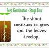 seed germination posters4