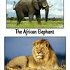 african wildlife pictures1