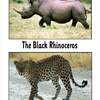 african wildlife pictures2