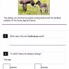 donkeys comprehension3