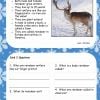 KS1 Christmas Reading Comprehension Cards2