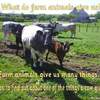 Cows PPT