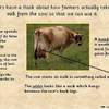 Cows PPT 3