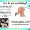 smell PPT5