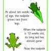 tadpole to frog posters4444