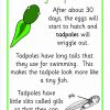 tadpole to frog posters222222