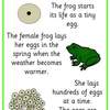 tadpole to frog posters1