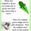 tadpole to frog posters3