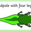 frog life cycle posters4