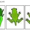 frog lifecycle sequencing cards2