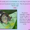 Butterfly ppt4