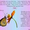 Butterfly ppt9