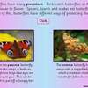 Butterfly ppt10