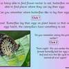 Butterfly ppt11