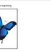 butterfly  sequencing cards3