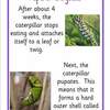 butterfly lifecycle info posters3