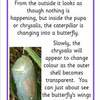 butterfly lifecycle info posters4