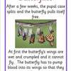 butterfly lifecycle info posters5