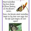 butterfly lifecycle info posters6