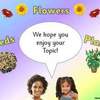 Seeds to Flower PPT13