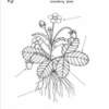 Plant Worksheets3