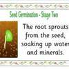 seed germination posters2
