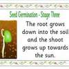 seed germination posters3
