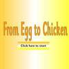 Egg to Chicken PPT1