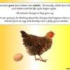 Egg to Chicken PPT2