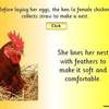 Egg to Chicken PPT3