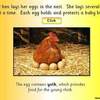Egg to Chicken PPT4