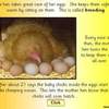 Egg to Chicken PPT6