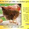 Egg to Chicken PPT10