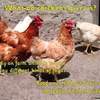 Chickens and Eggs PPT1